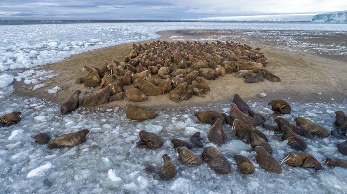 Walruses lying on Northbrook Island
