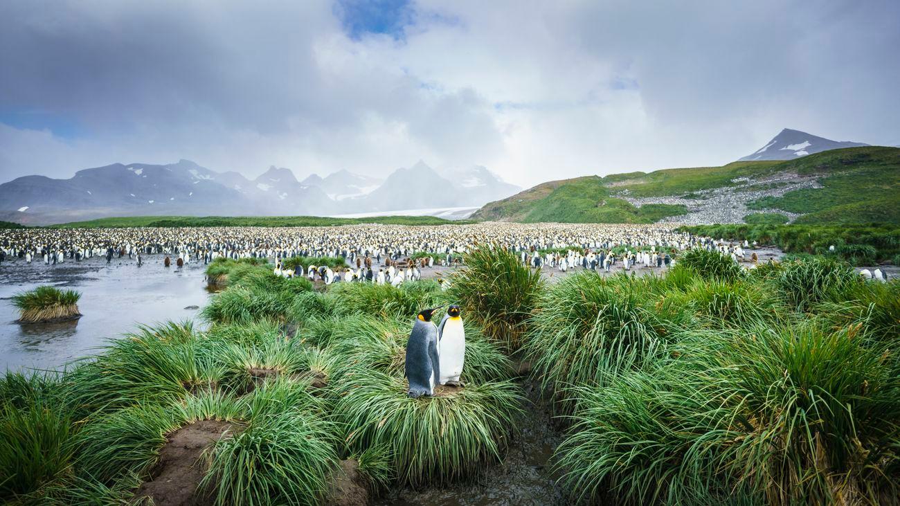 Oceanwide Expeditions Falklands, South Georgia, Antarctica