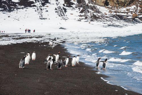 Ocean Endeavour Antarctica Peninsula Photos