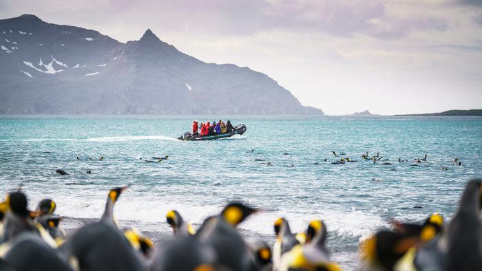 Oceanwide expeditions South Georgia Special