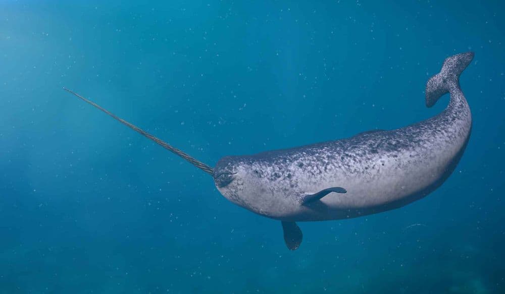 Narwhal