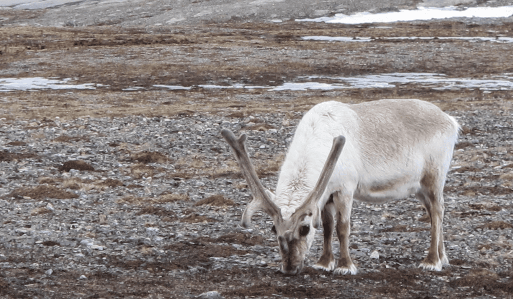 svalbard reindeer