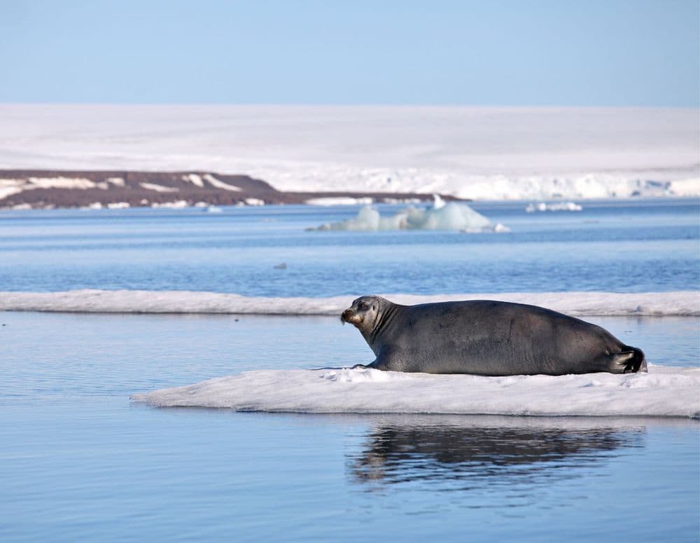 arctic (2)-1