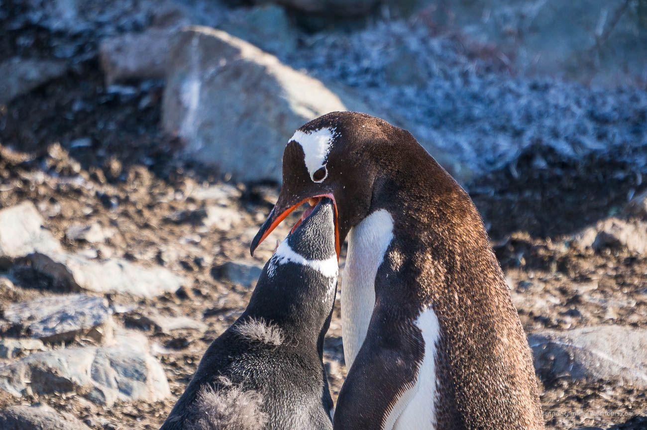 Encontrar Um Animal Diferente Em Cada Linha. Pinguim-leopardo-do