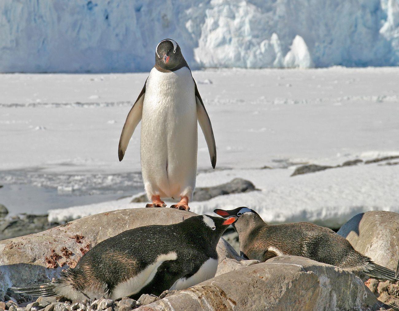 Pingouin de Gentoo