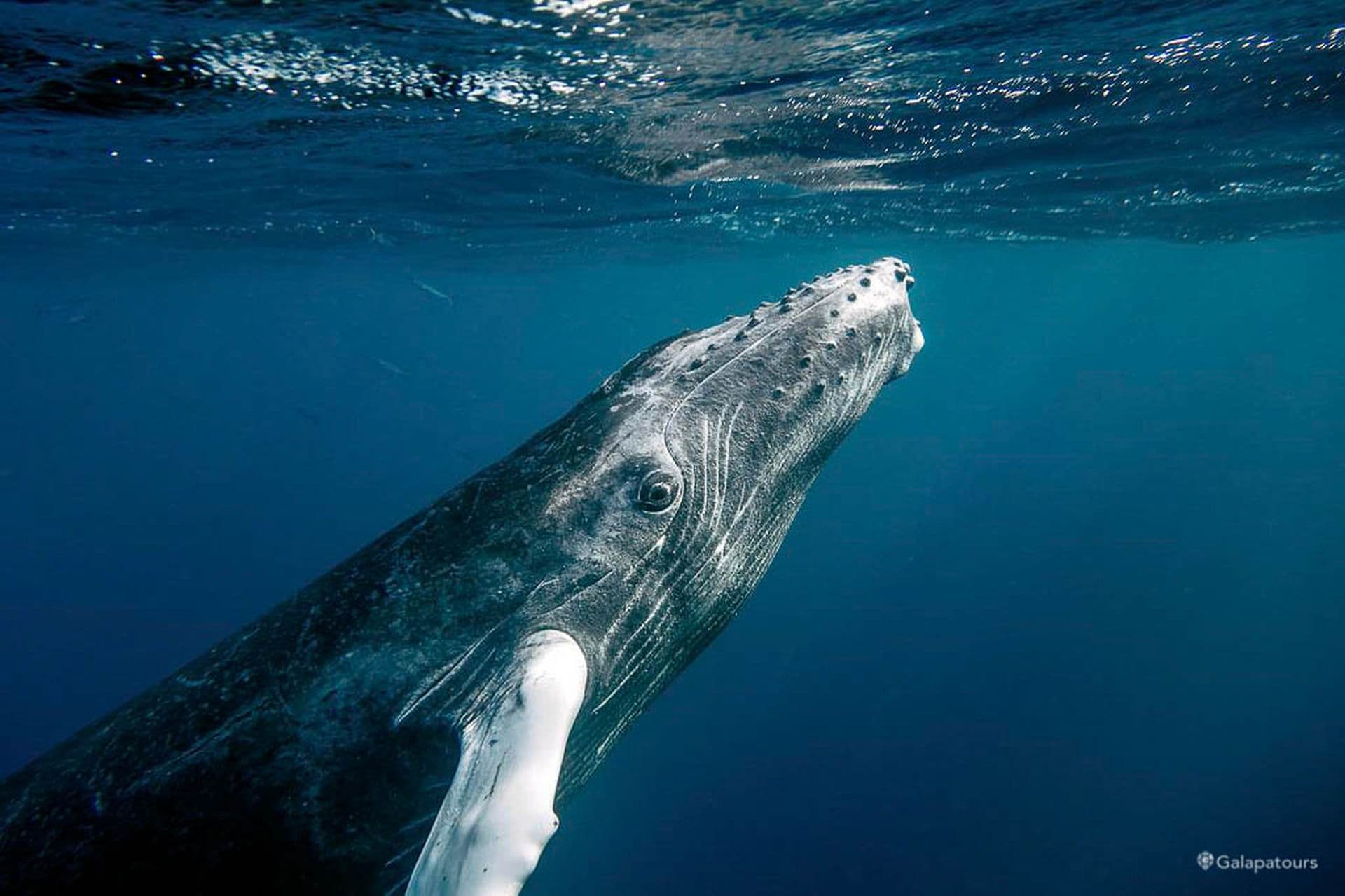 Whales & Dolphins