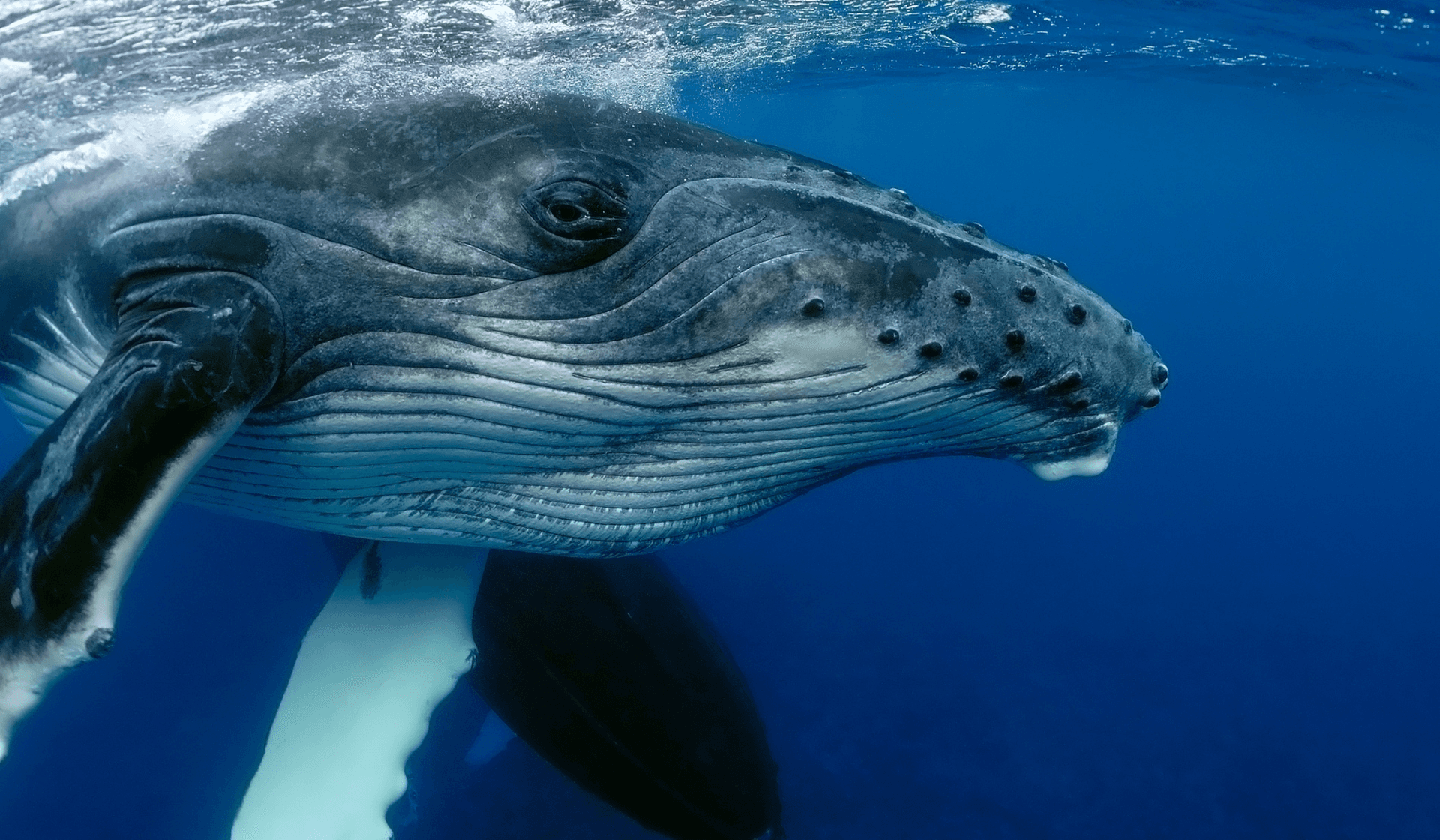 Whales in the Arctic and Antarctica