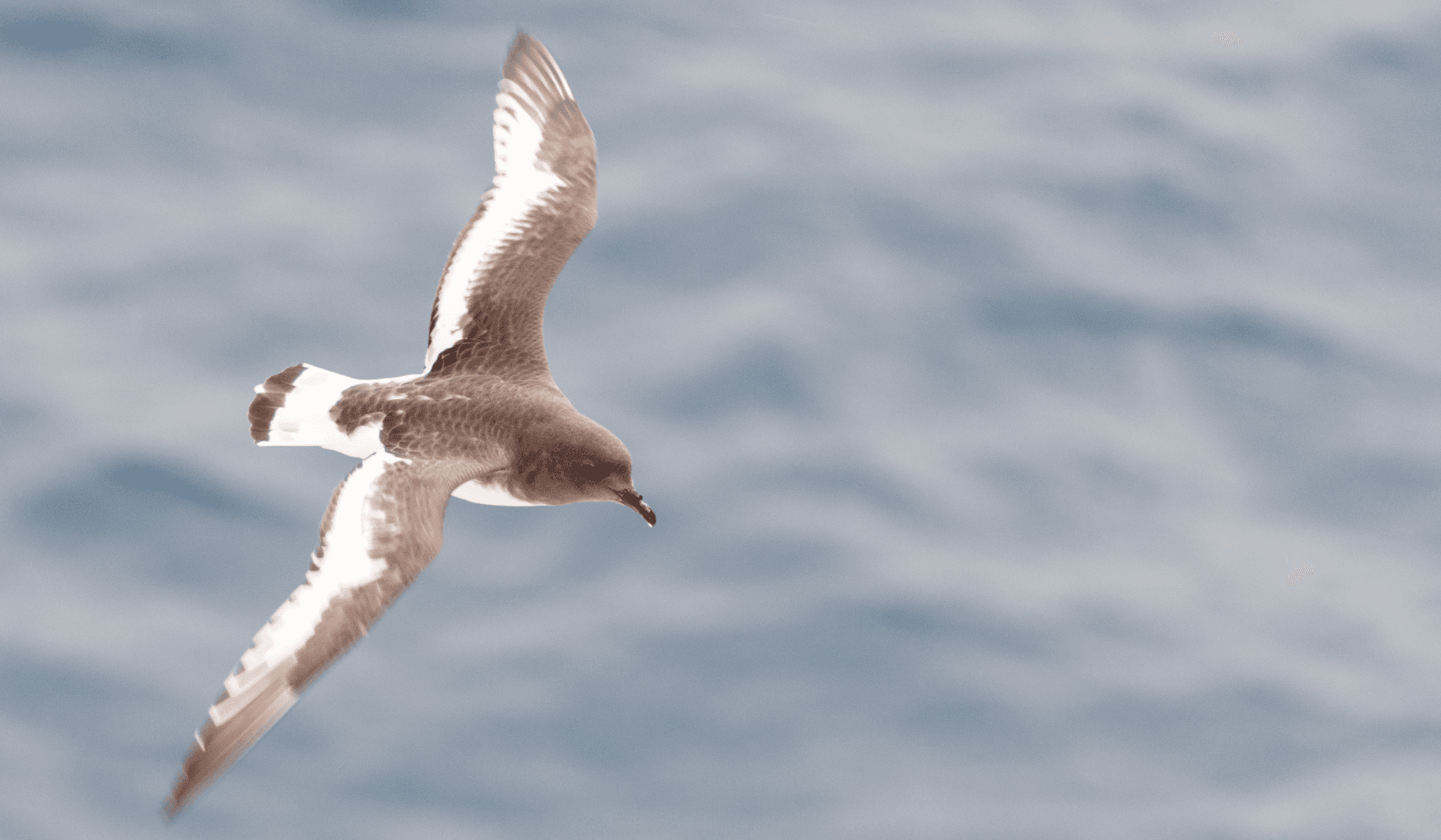 Birds in the Antarctic