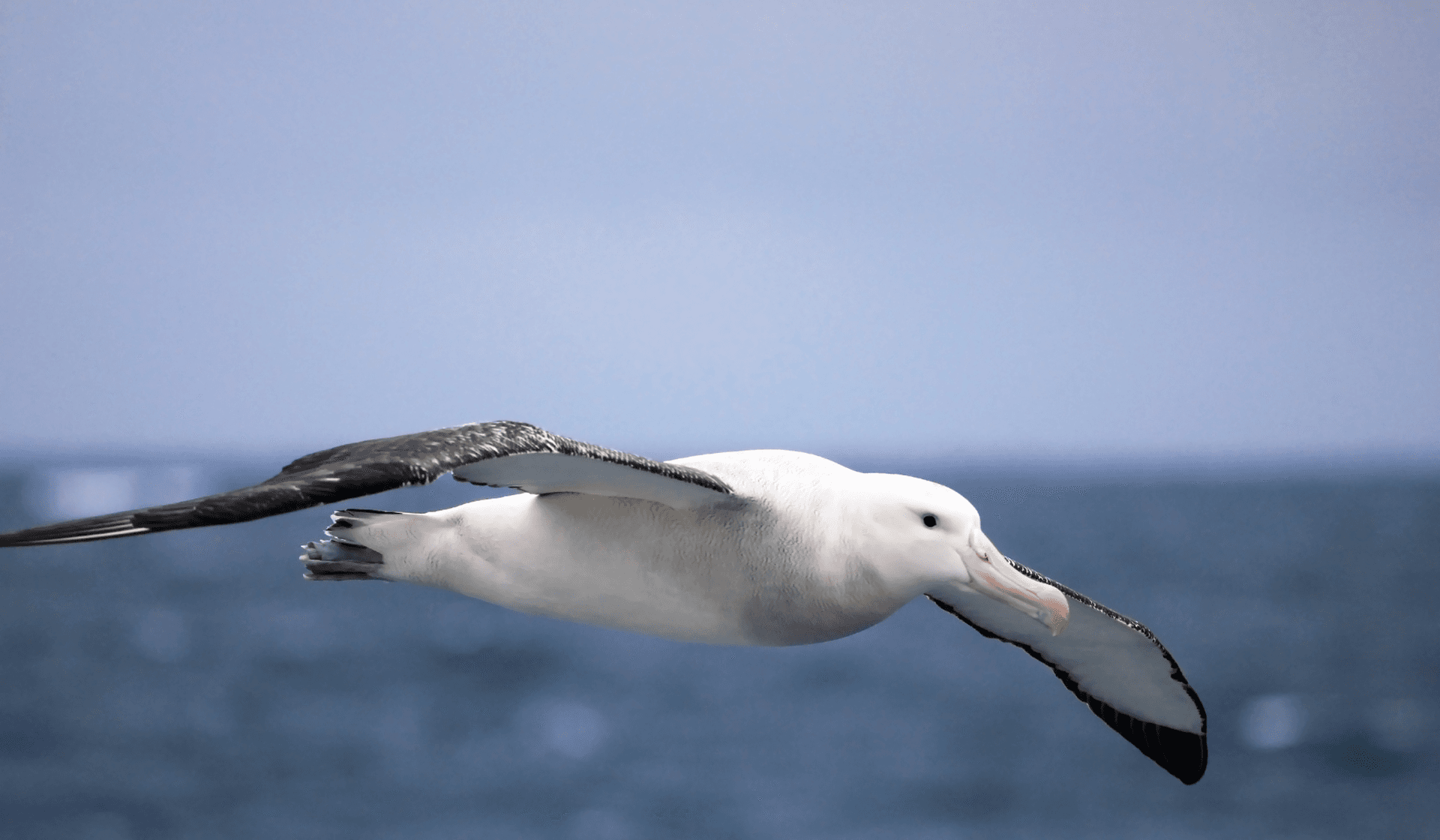 10 Fascinating Facts About the Wandering Albatross