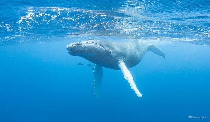 Whales & Dolphins