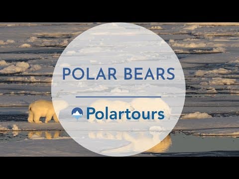 Polar Bear