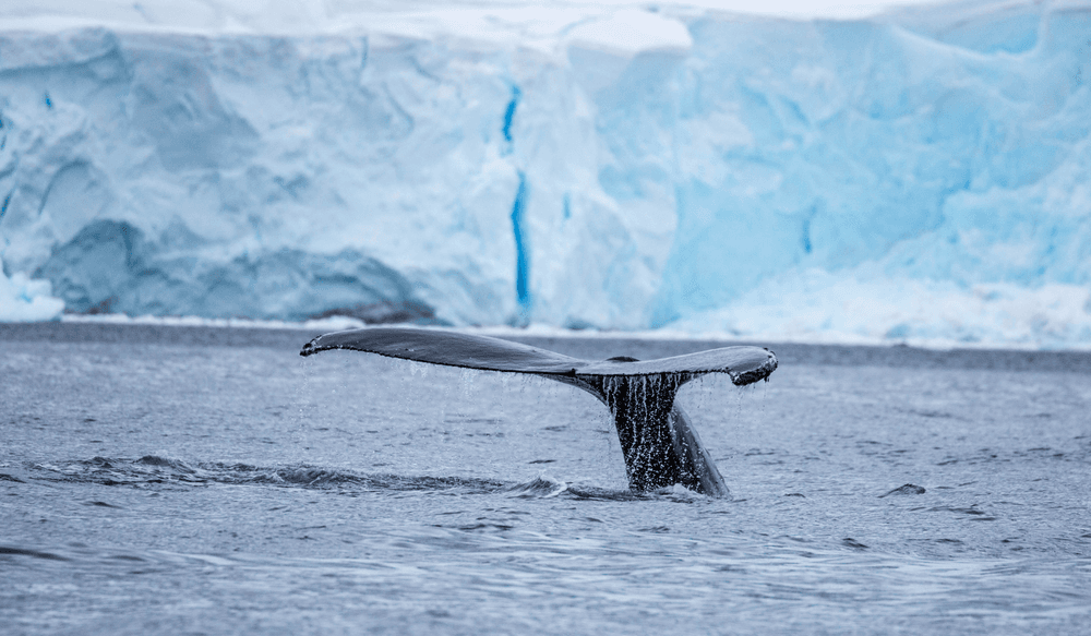 Blog pictures - 1800 x 1050 (2)-Nov-15-2024-01-51-21-6654-PM