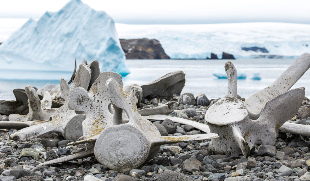 Blog pictures - 1800 x 1050 (3)-Nov-15-2024-01-55-02-2416-PM