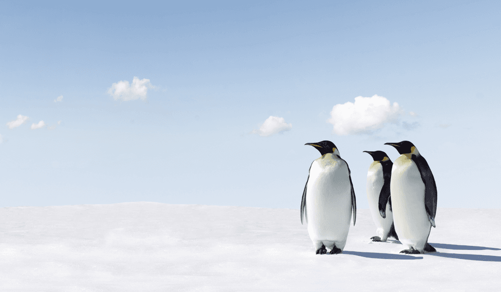 Precious wildlife in Antarctica