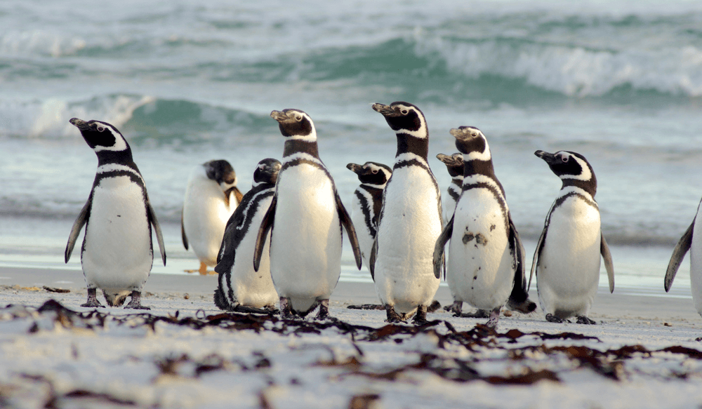 Magellanic penguins