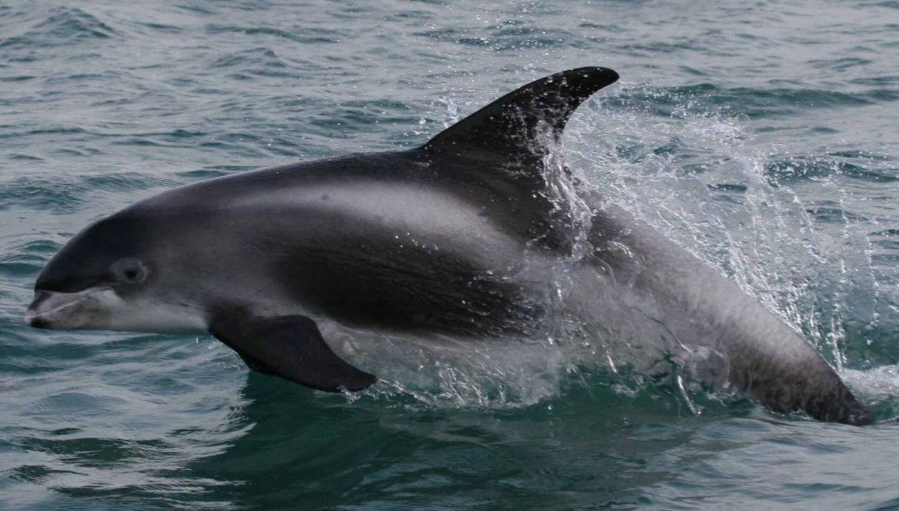 White-beaked dolphin