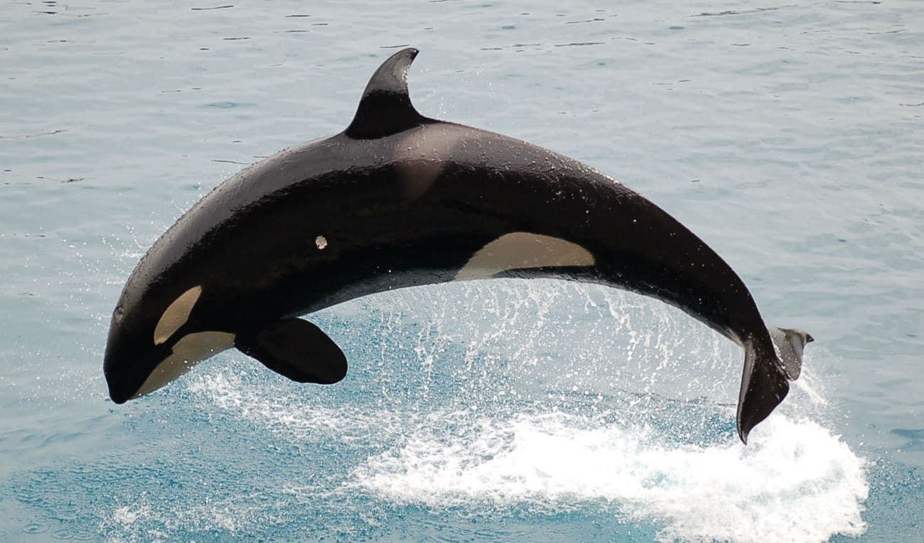 orca whale