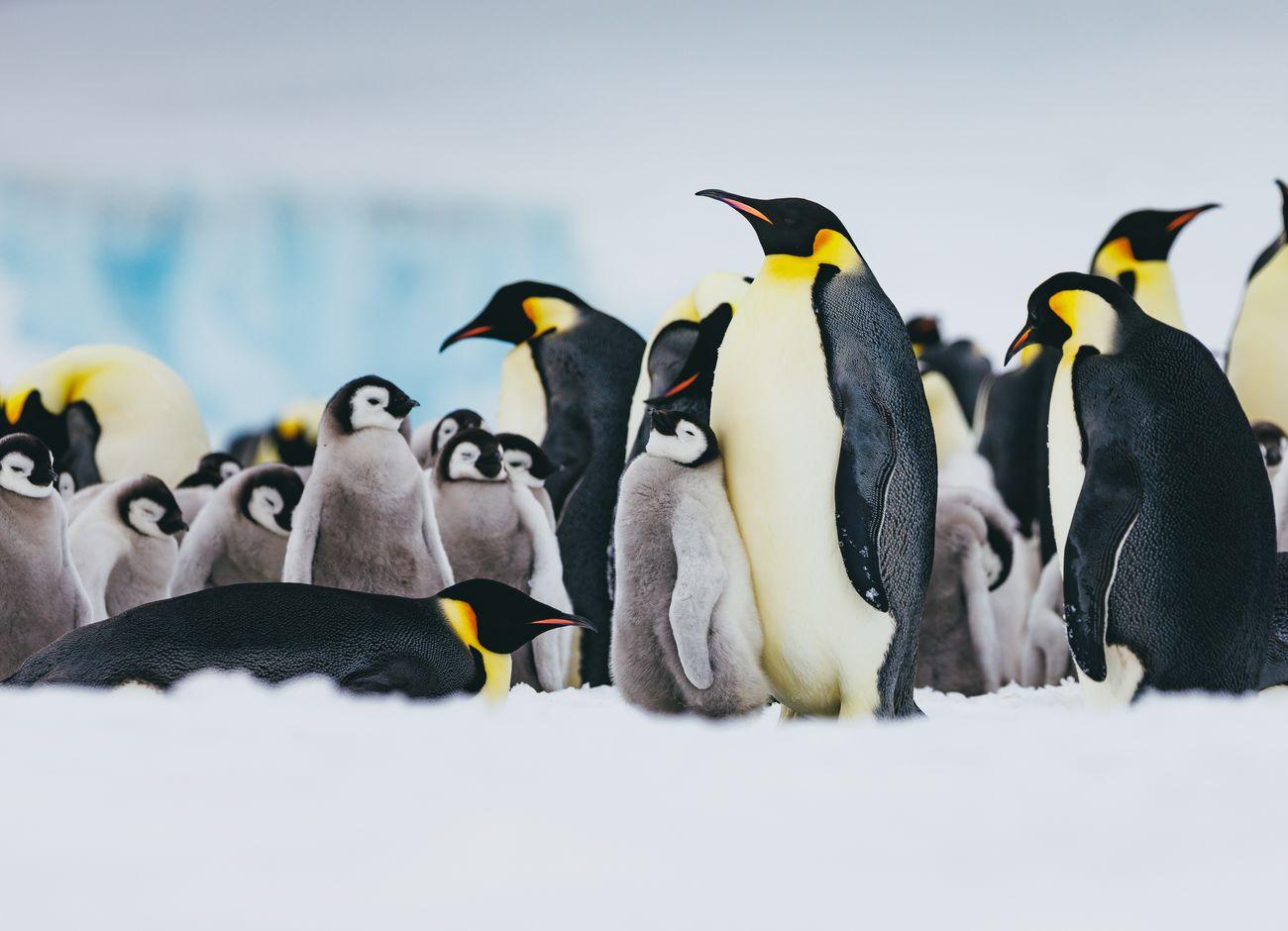  Emperor Penguin Quest Snow Hill 
