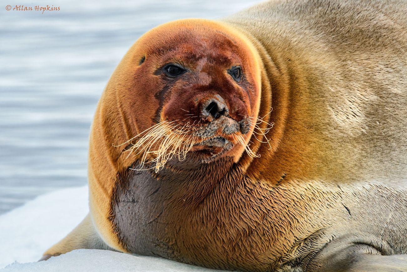 Bearded Seal (Erignathus barbatus) the lucky survivor