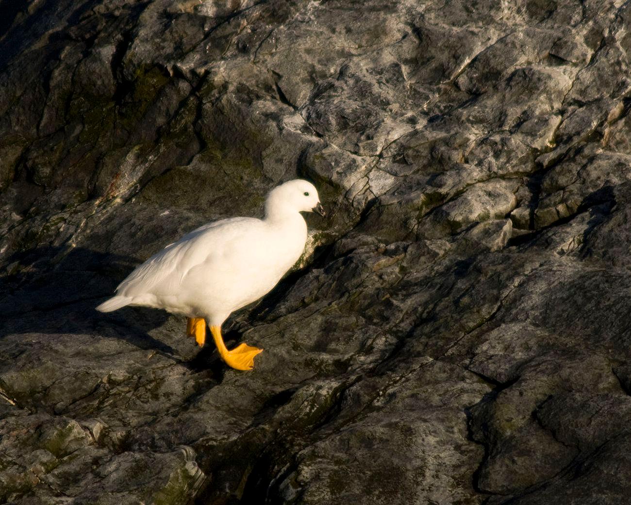 kelp goose