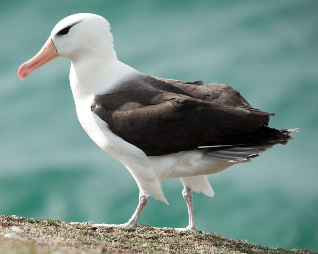 Black-browed Albatross