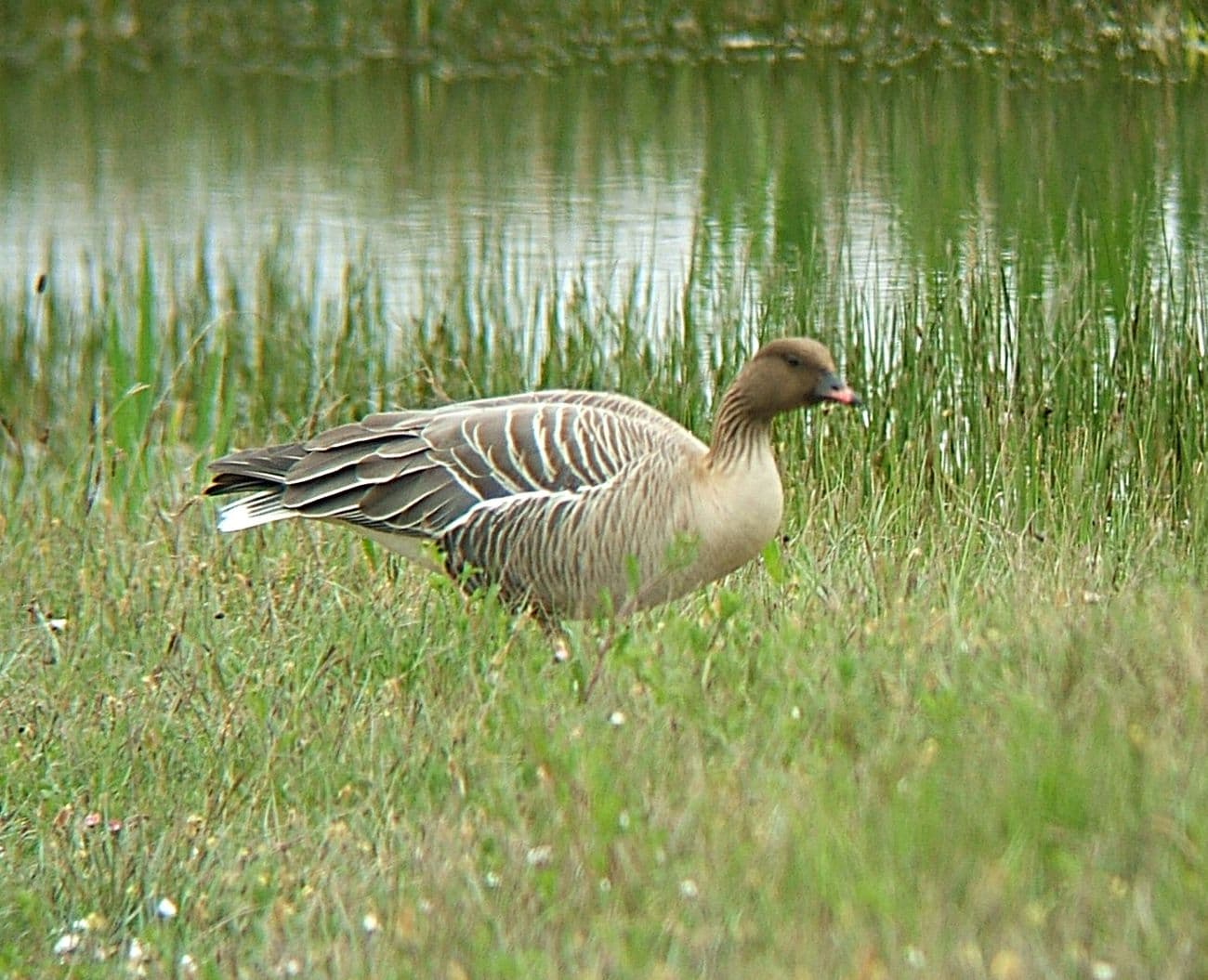 pink-footed goose