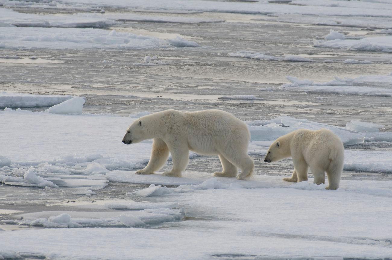 Polar bear on sea ice North of Svalbard