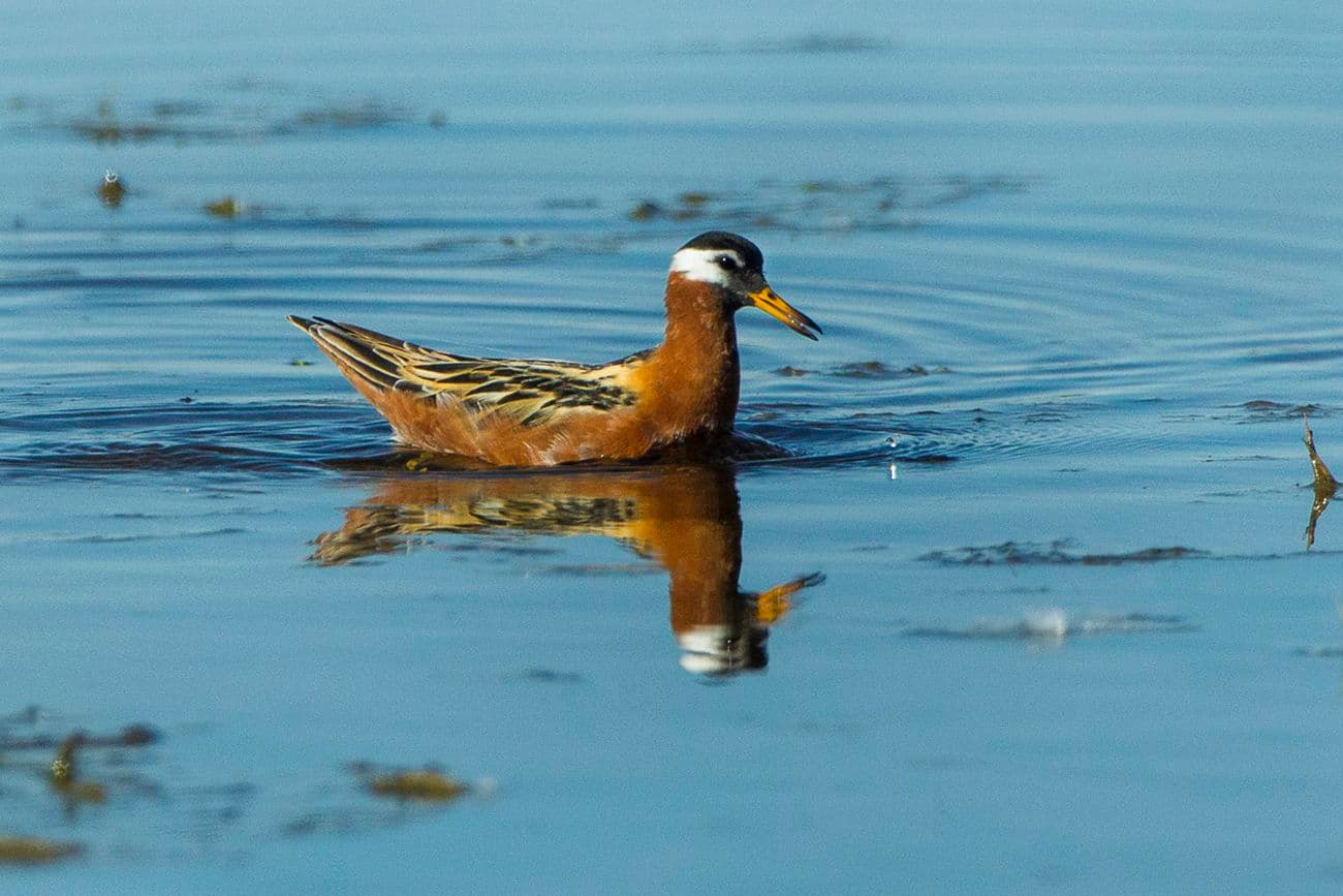 Red Phalarope