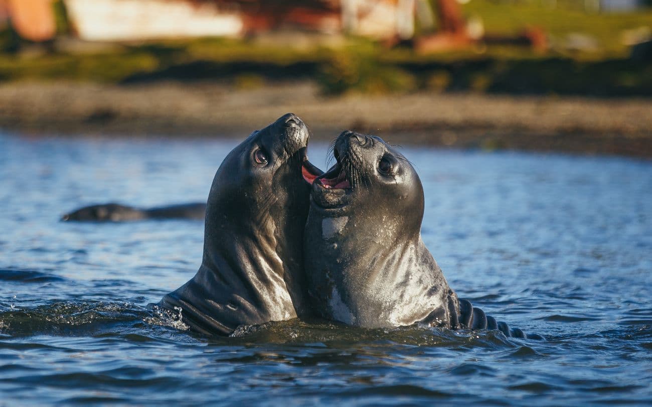 Quark Expeditions - Arctic