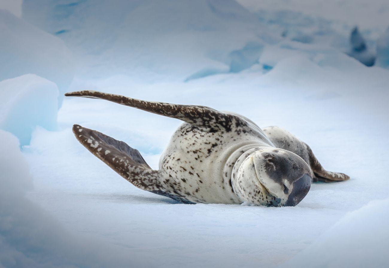 Quark Expeditions - Leopard Seal