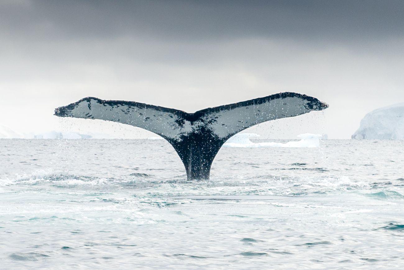 Whale Antarctica - Polar Latitudes