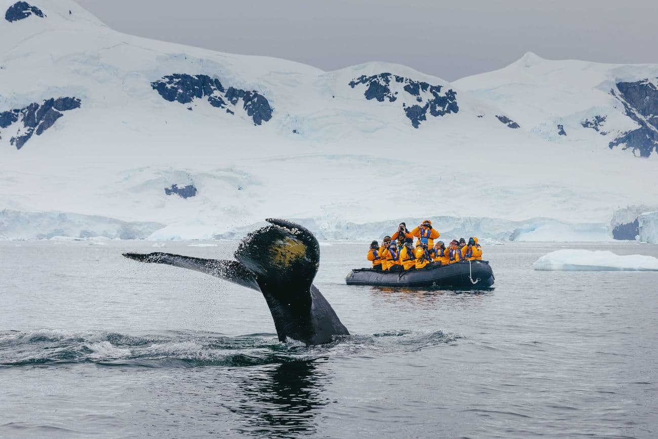 Quark Expeditions - Humpback