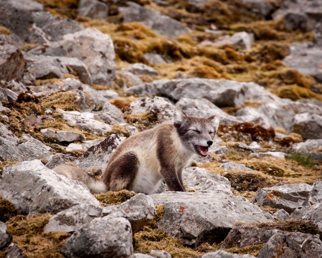 QuarkExpeditions_ Spitsbergen Photography: In Search of Polar Bears