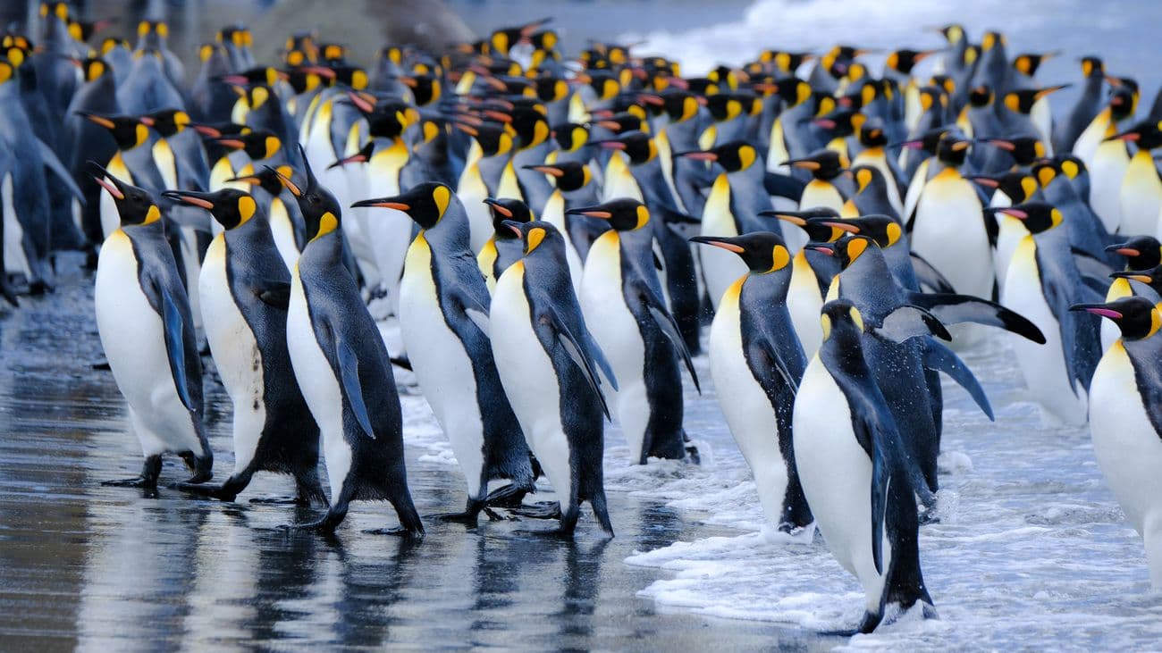 Seaventure South Georgia Antarctica