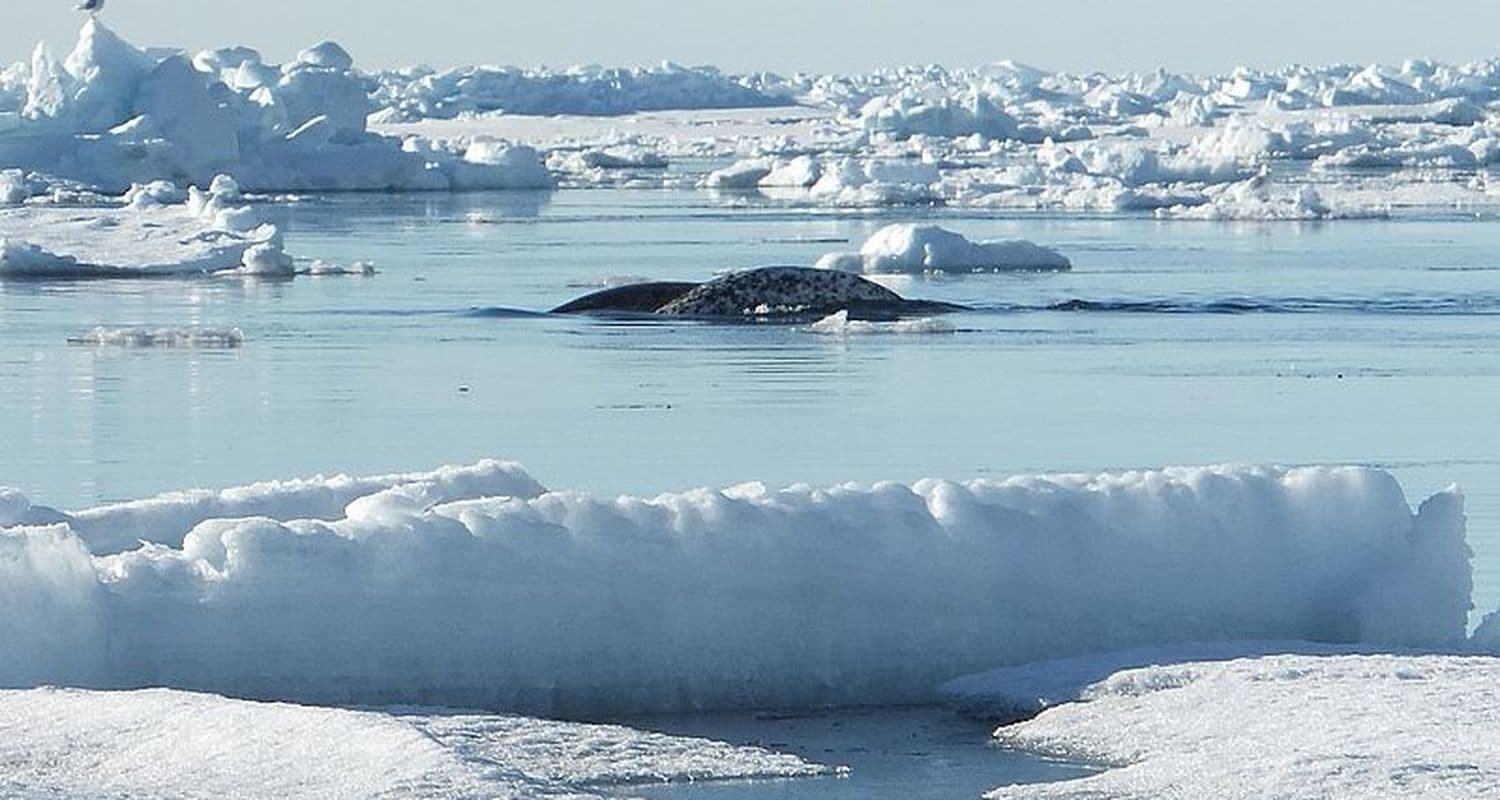 Narwhal swimming in gap between the edge of land fast ice and pack ice along north Baffin Island.