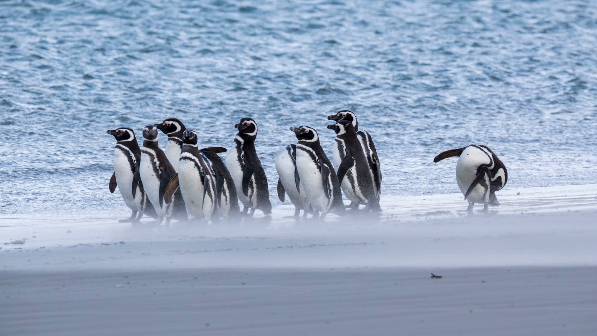 Saunders Island