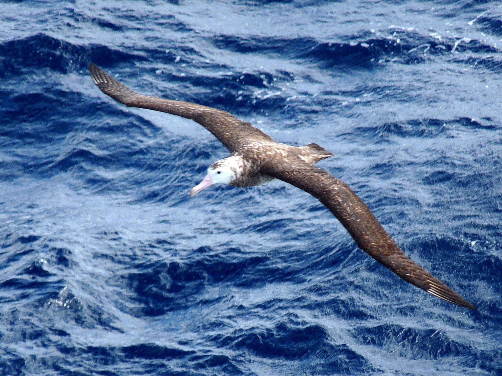 Tristan Albatross