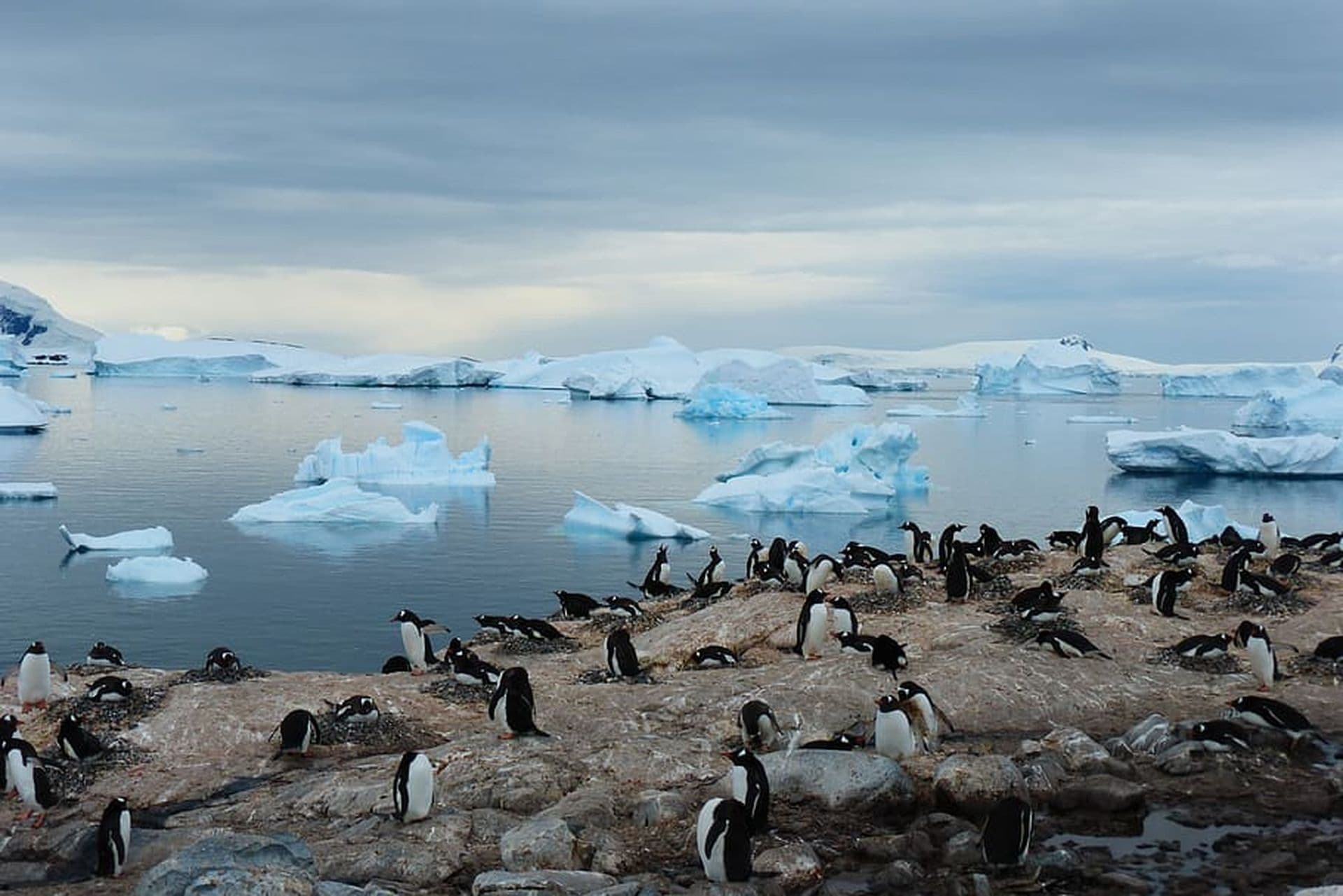 L'Île des Pingouins