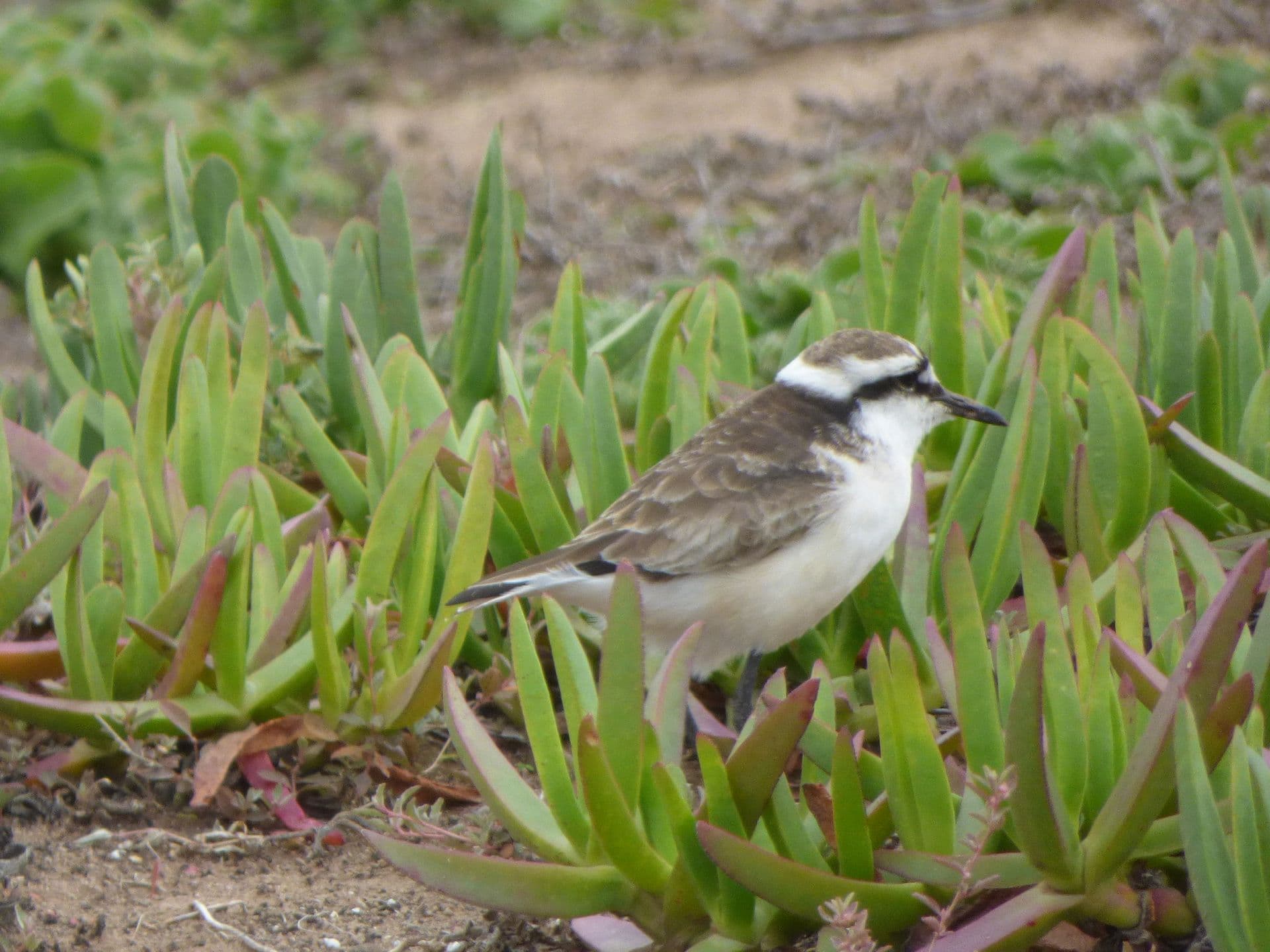 Wirebird St Helena