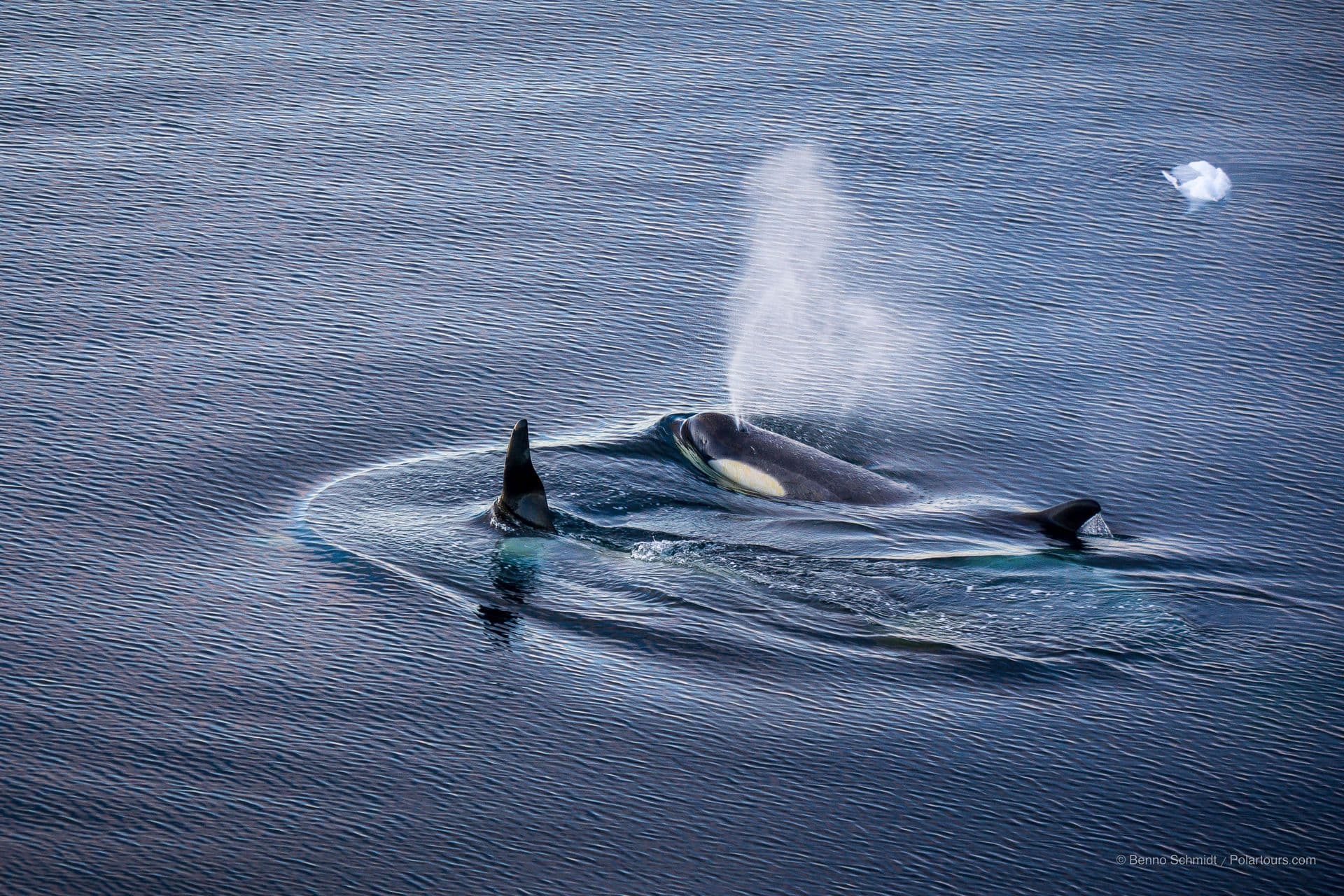 Oracs in Antarctica