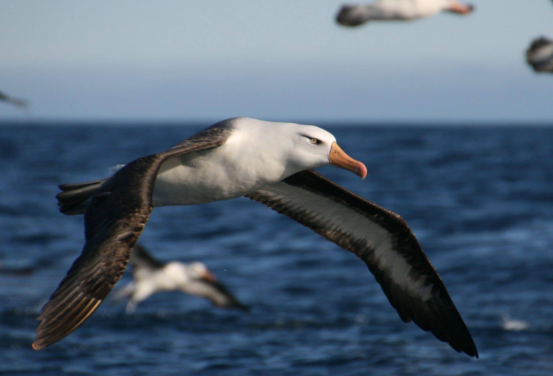 Albatros Douglas Mawson