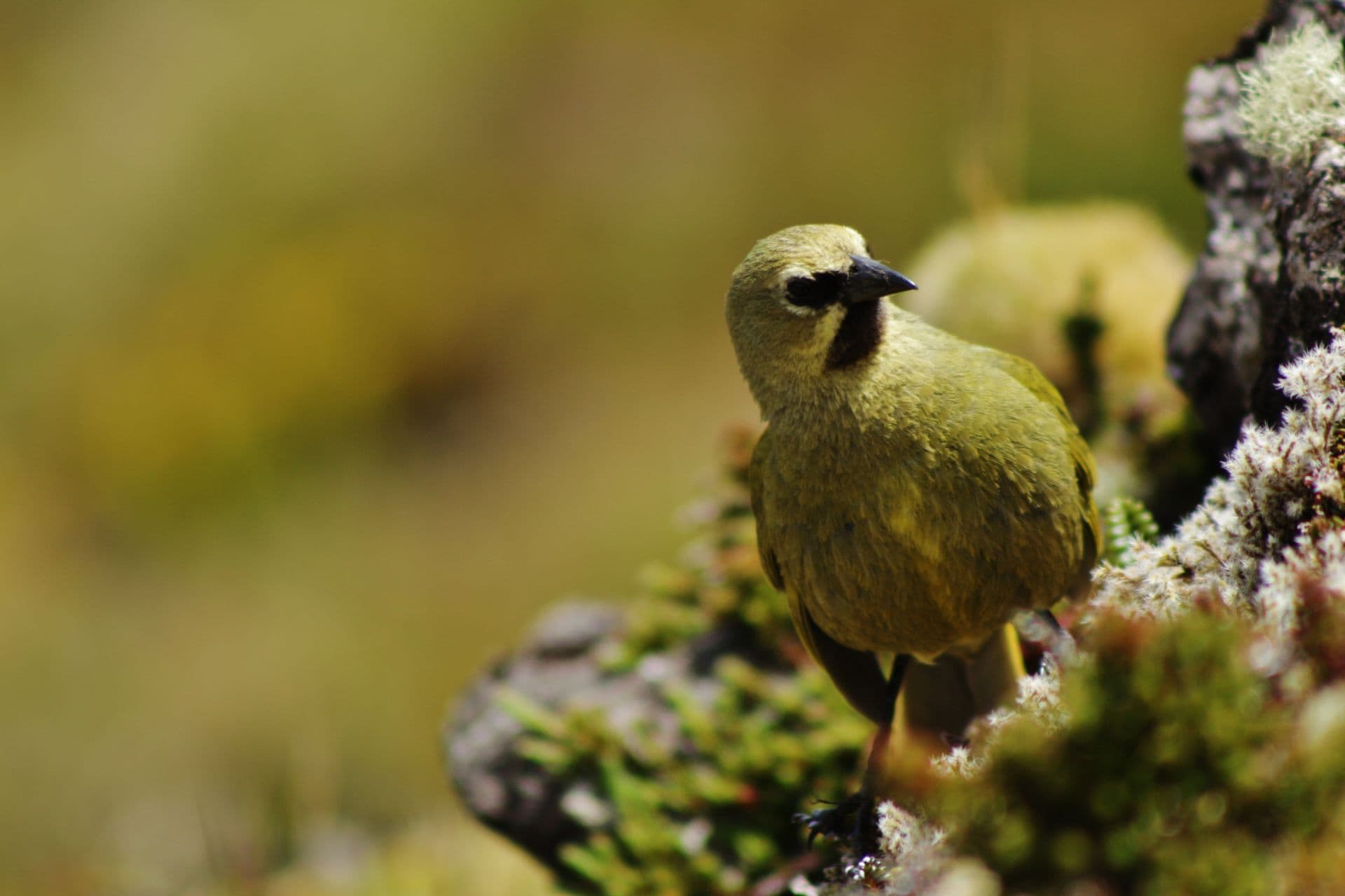 Gough Island