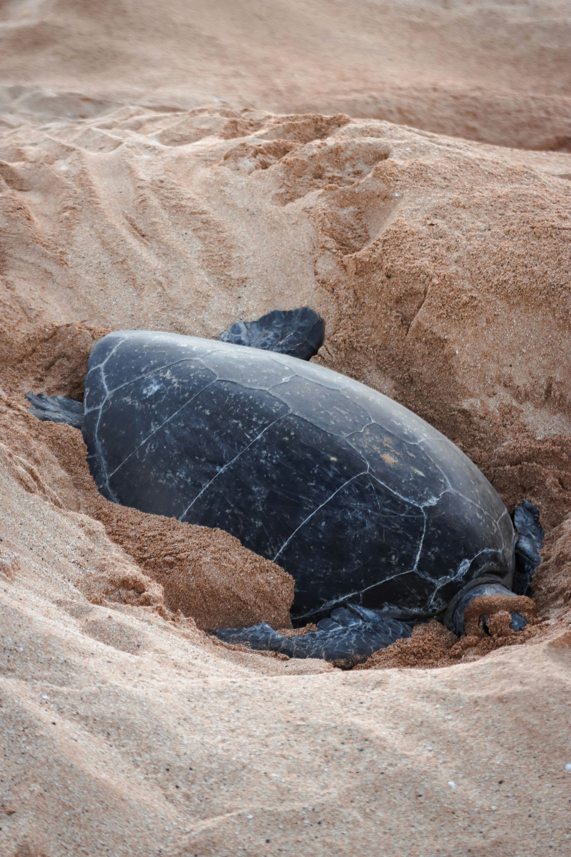 Ascension Island, Saint Helena
