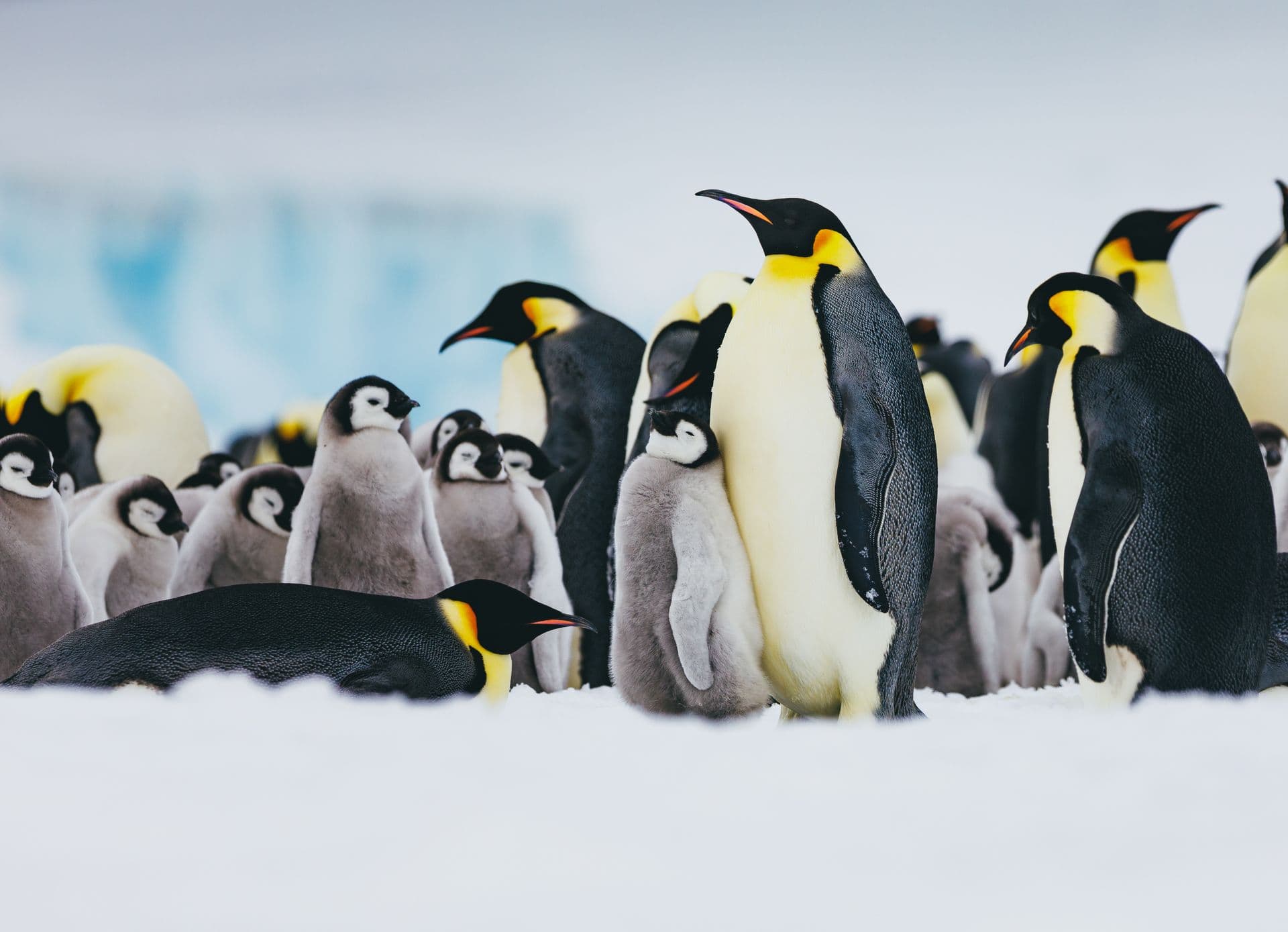 Emperor Penguin Quest Snow Hill