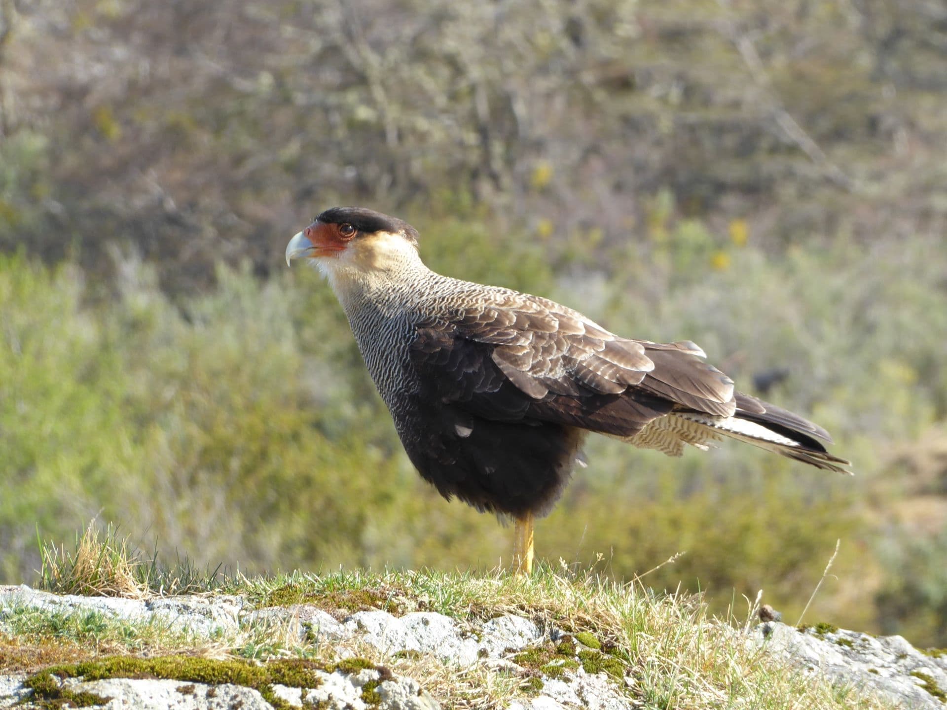 Crested Caracara