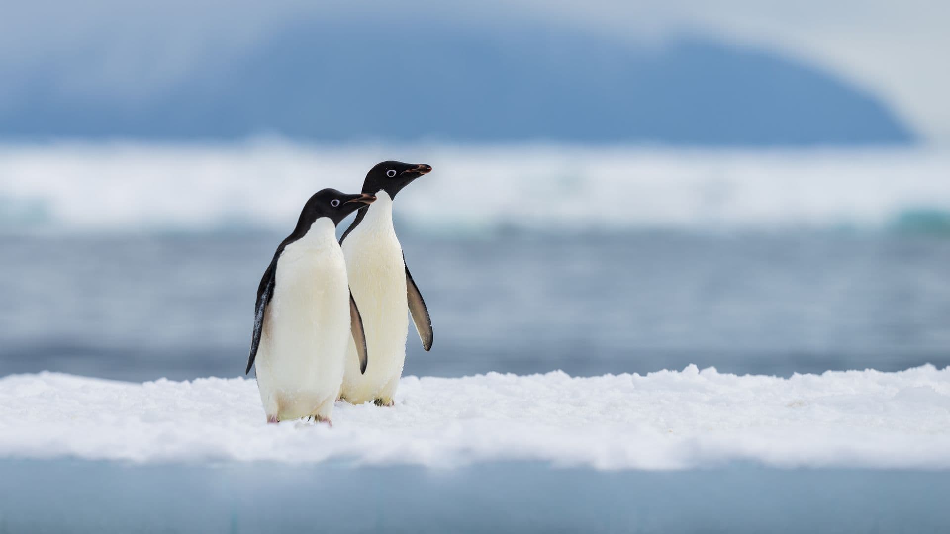 Penguins East Antarctica Aurora Expeditions