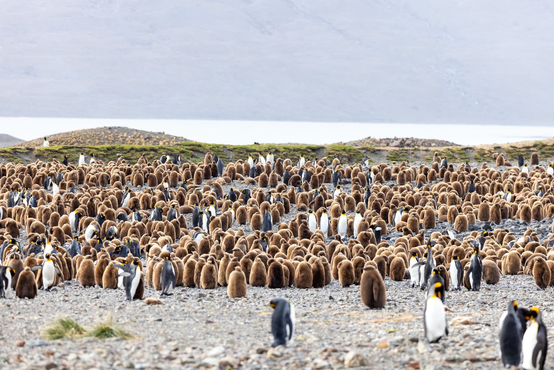 South Georgia, Falklands and Antarctica with the Sea Spirit