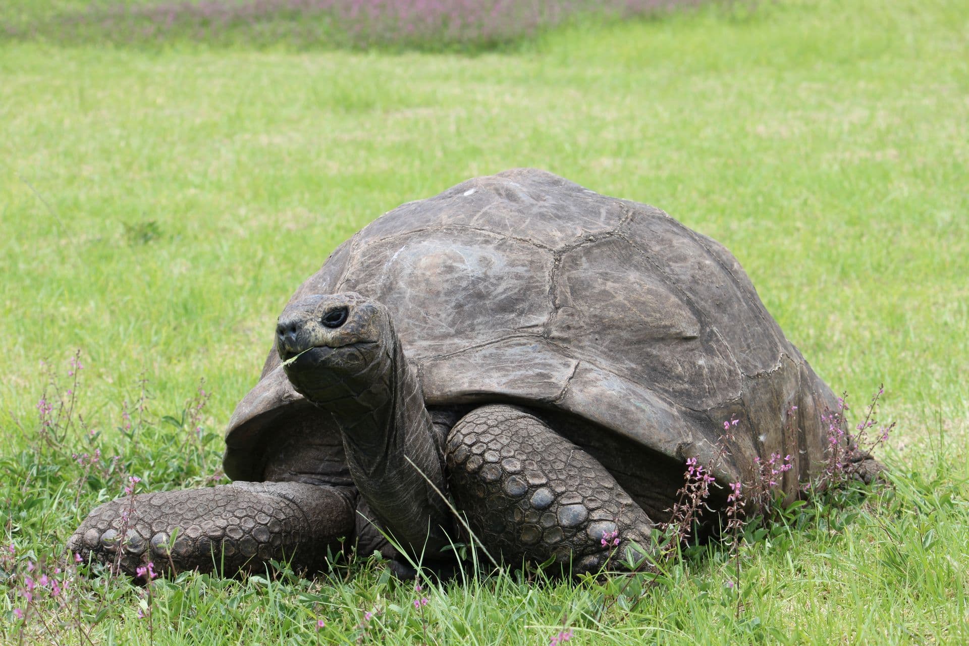 Jonathan the Tortoise St Helena
