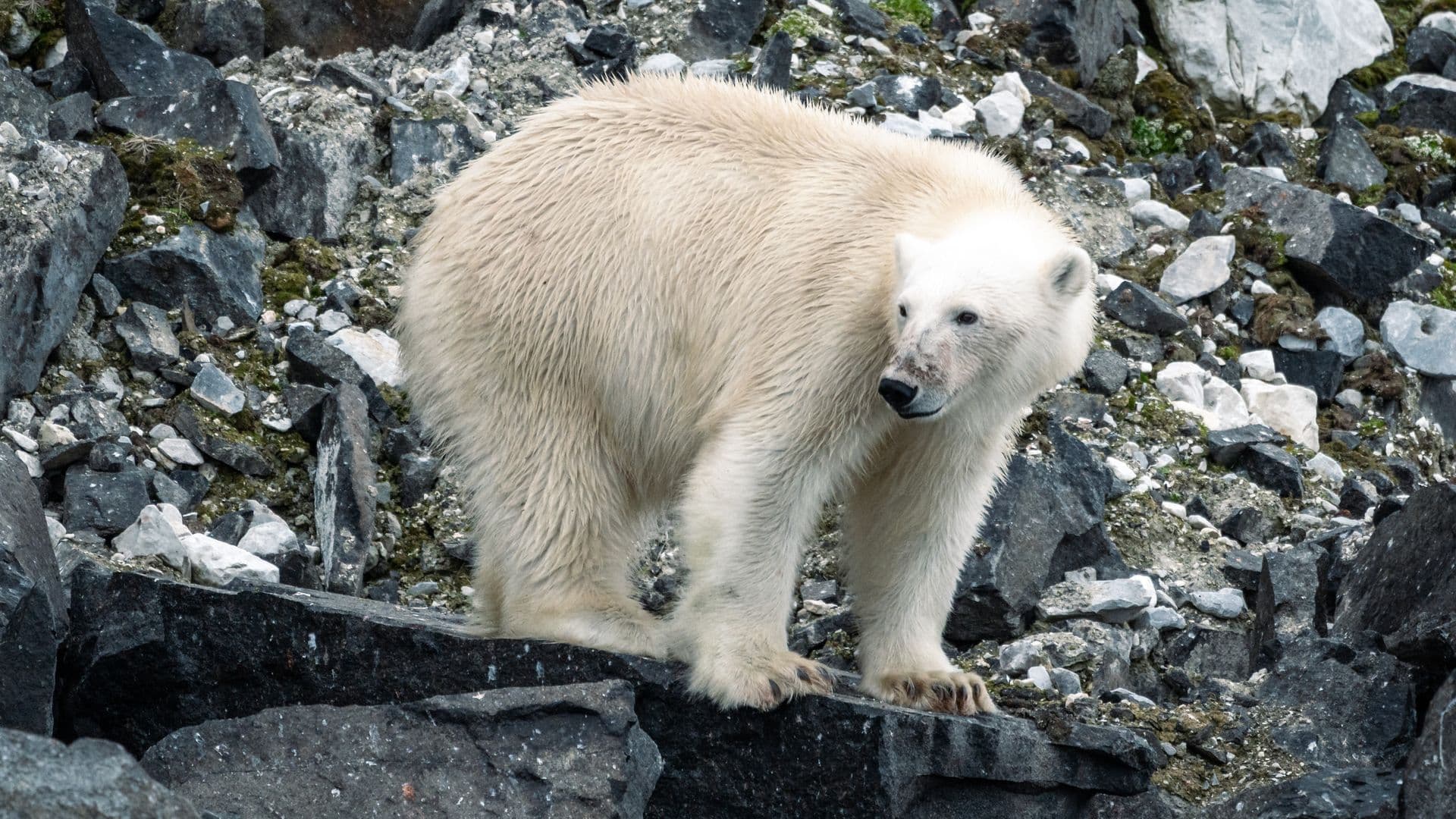 Bear Svalbard
