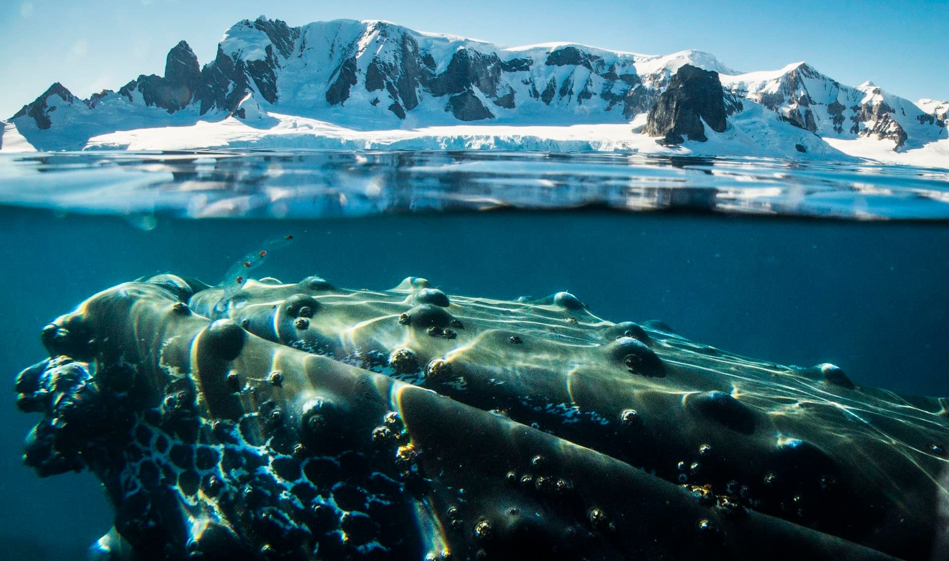 Oceanwide Expeditions Falklands, South Georgia, Antarctica